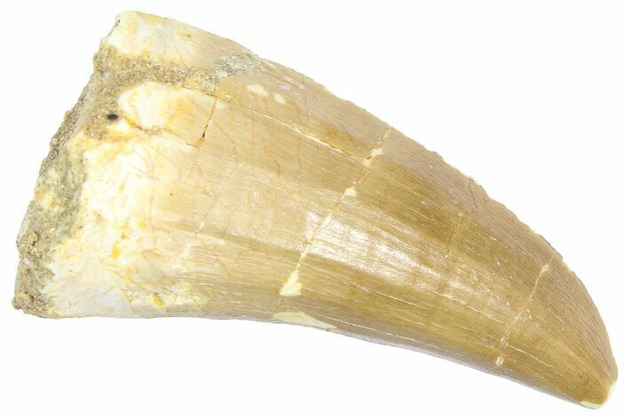 Fossil Mosasaur (Hainosaurus) Tooth - Morocco #364143